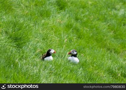 Atlantic puffins, Fratercula arctica sitting on grass on the Faroe Islands