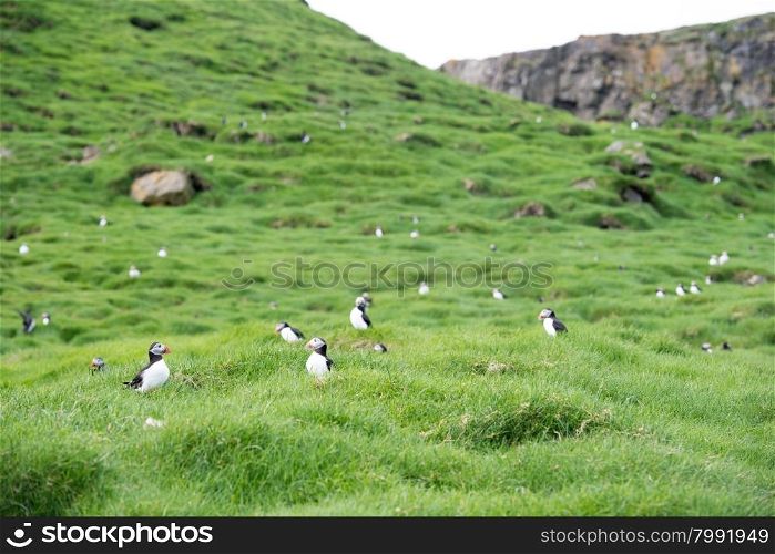 Atlantic puffins, Fratercula arctica sitting on grass on the Faroe Islands in front of its burrow