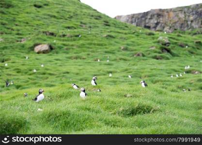 Atlantic puffins, Fratercula arctica sitting on grass on the Faroe Islands in front of its burrow