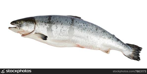Atlantic Salmon Salmo isolated on a white background.
