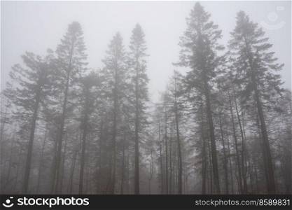 Atmospheric dramatic foggy landscape of woodland in Autumn Fall