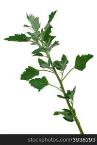 Atriplex plant