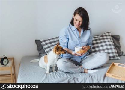 Attractive brunette female sits crossed legs on bed, drinks hot tea and eats croissant and jack russell terrier sits near her. Beautiful female model in pyjamas has morning breakfast before work