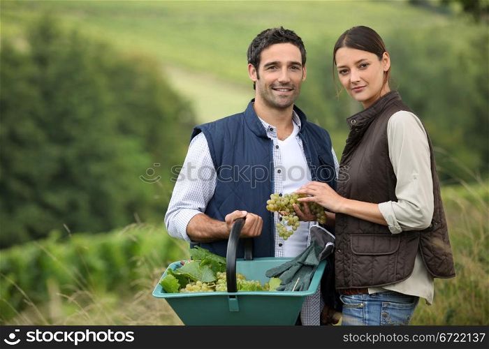 Attractive couple picking grapes