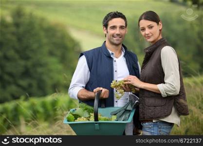 Attractive couple picking grapes
