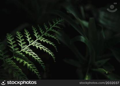 attractive green leaf dark background