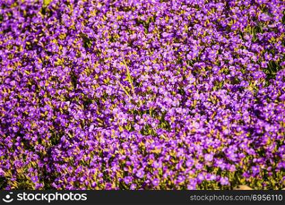 Aubretia flowers in spring in Germany