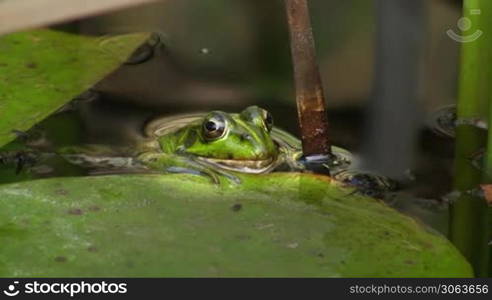 Aufnahme von vorne - Ein Frosch hangt regungslos am Rand eines Blatts / Seerosenblatts in einem ruhigen Gewasser / Teich; um ihn Schilf.