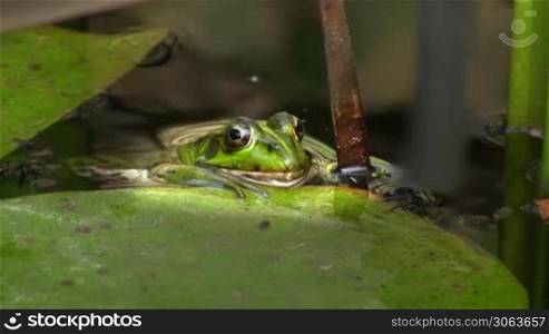 Aufnahme von vorne - Ein Frosch hangt regungslos am Rand eines Blatts / Seerosenblatts in einem ruhigen Gewasser / Teich und schwimmt dann weg; um ihn Schilf.