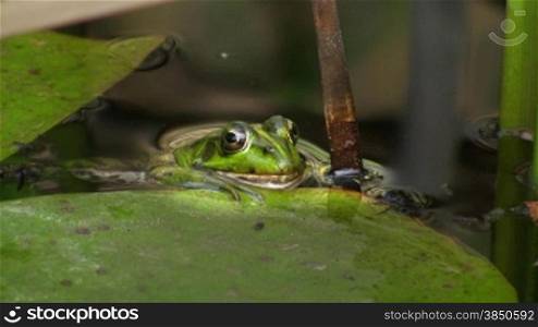 Aufnahme von vorne - Ein Frosch hSngt regungslos am Rand eines Blatts / Seerosenblatts in einem ruhigen GewSsser / Teich; um ihn Schilf.