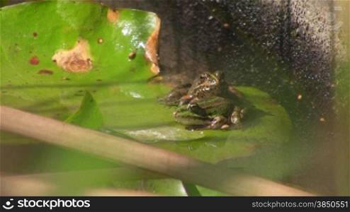 Aufnahme von vorne - Ein Frosch sitzt auf einem gro?en grnnen Blatt / Seerosenblatt in einem ruhigen GewSsser / Teich.