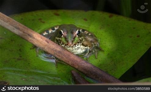 Aufnahme von vorne - Ein Frosch sitzt auf einem gro?en grnnen Blatt / Seerosenblatt in einem ruhigen GewSsser / Teich, vor ihm Schilf / ein Ast.