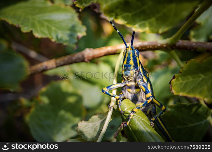 Aularches miliaris is a monotypic grasshopper species of the genus Aularches. Insect has been called by a variety of names including coffee locust, ghost grasshopper, northern spotted grasshopper.