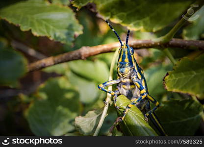 Aularches miliaris is a monotypic grasshopper species of the genus Aularches. Insect has been called by a variety of names including coffee locust, ghost grasshopper, northern spotted grasshopper.