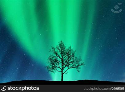 Aurora borealis and silhouette of the tree on the hill. Aurora. Northern lights. Sky with stars and green polar lights. Night landscape with bright aurora, tree, starry sky. Space background. Concept