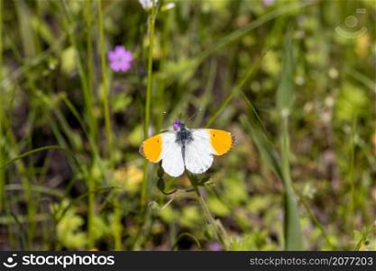 Aurora butterfly with outstretched wings in a meadow. Aurora butterfly meadow
