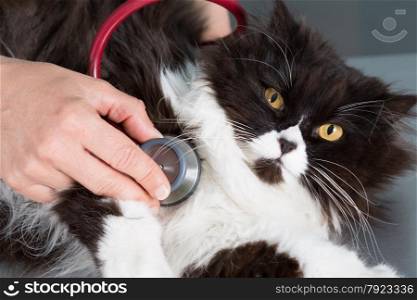 Auscultation beautiful Persian cat veterinary clinic