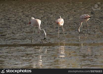Austral flamingo fishimg on the lagoon 