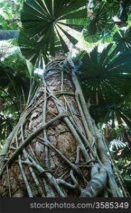 Australia Queensland Fan palms in rainforest