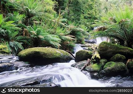 Australia Queensland stream in rainforest