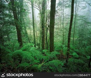Australia trees in rainforest
