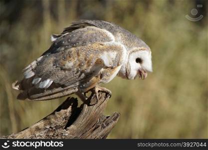 Australian barn owl, Northern Territory, Australia