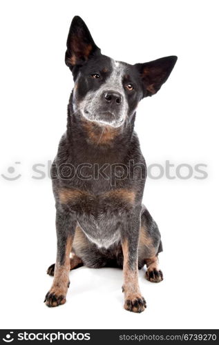 Australian Cattle Dog. Australian Cattle Dog in front of a white background