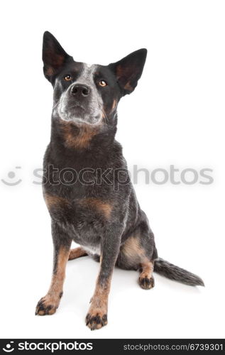 Australian Cattle Dog. Australian Cattle Dog in front of a white background