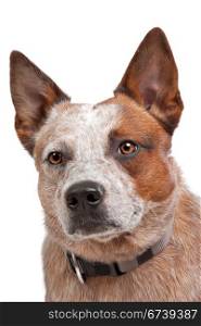 Australian Cattle Dog. Australian Cattle Dog in front of a white background