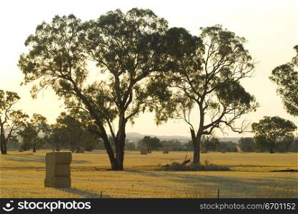 Australian dry landscape