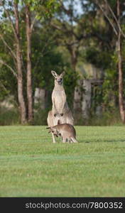 australian eastern grey kangaroo on the grass with joey