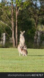 australian eastern grey kangaroos on the grass