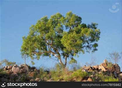 Australian eucalyptus tree against a blue sky