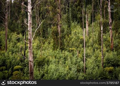 Australian forest scenic with ferns, ash and gum trees near Marysville, Victoria