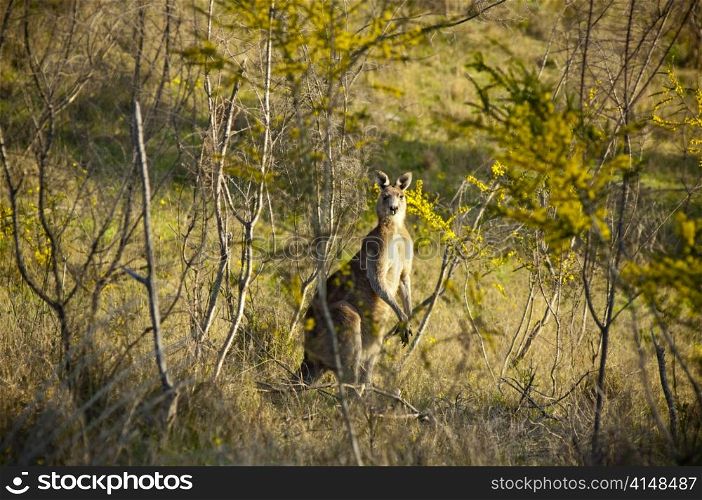 Australian Kangaroo&rsquo;s at sunset in the wild