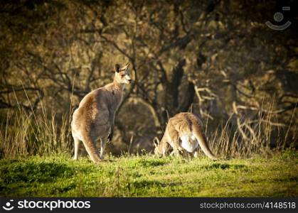 Australian Kangaroo&rsquo;s at sunset in the wild