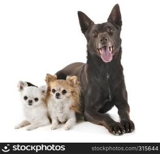 Australian Kelpie and chihuahuas in front of white background