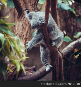 Australian Koala Bear sleep on a tree trunk. Koala relaxing on Australian Eucalyptus tree