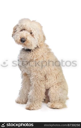 Australian Labradoodle. Australian Labradoodle in front of a white background