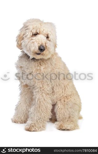 Australian Labradoodle. Australian Labradoodle in front of a white background