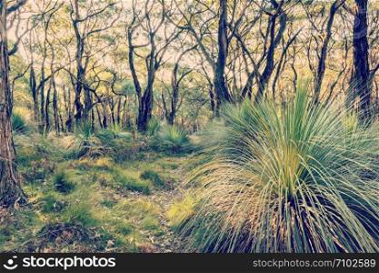 Australian landscape of grass trees in South Australia&rsquo;s Deep Creek Conservation Park with retro Instagram style filter effect