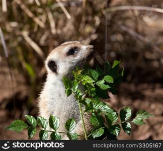 Australian Meerkat peering around leaves in amusing pose