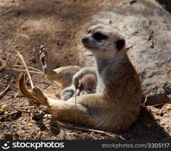 Australian Meerkat with small baby in its lap on the sandy ground