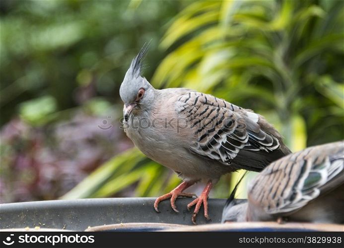 australian ocyphaps dove eating in zoo