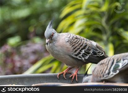 australian ocyphaps dove eating in zoo