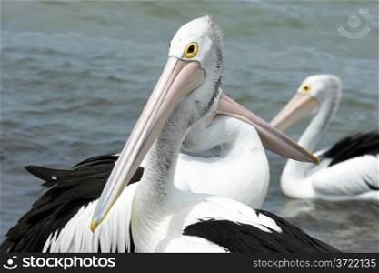 Australian Pelican, Emu Bay, Kangaroo Island, Australia