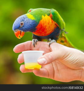 Australian Rainbow Lorikeet, Trichoglossus moluccanus, on a human hand