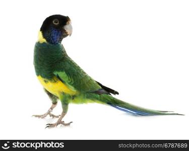 Australian ringneck in front of white background
