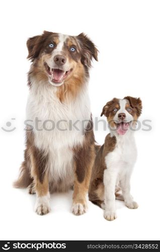 Australian Shepherd Adult and puppy. Australian Shepherd Adult and puppy in front of a white background