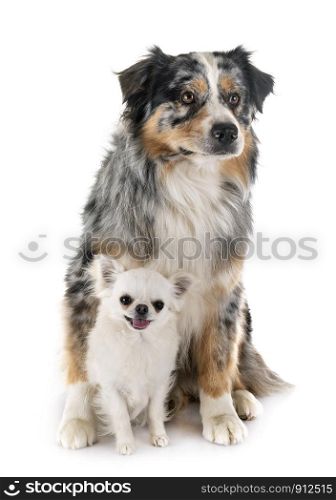 australian shepherd and chihuahua, in front of white background